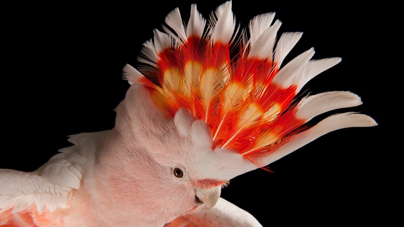 Why Brisbane 2032 emblem designers chose a cheeky cockatoo