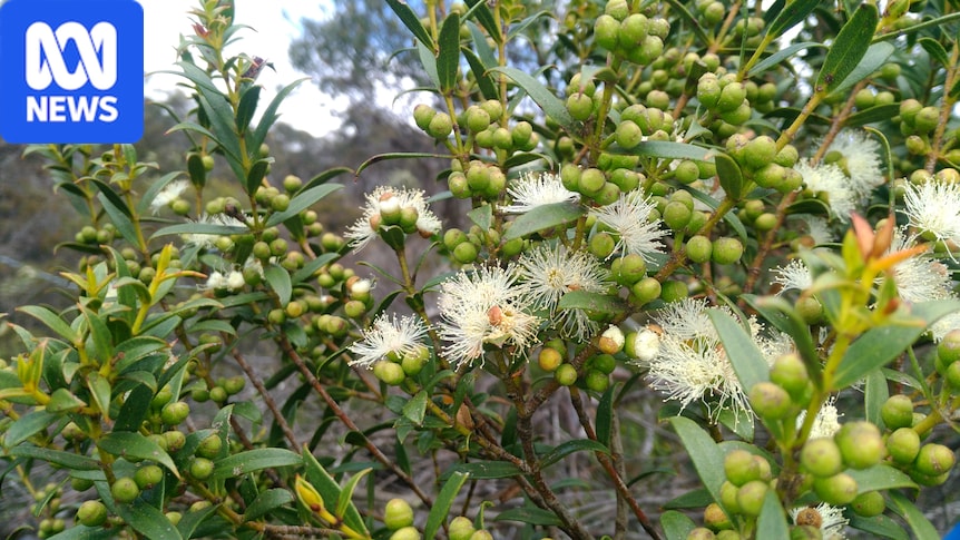 Australian National Botanic Gardens conservationists cloning rare ice age gum