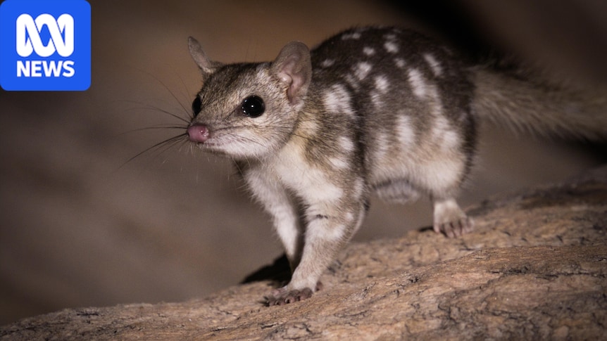 Northern quolls moved to north Queensland refuge as population dwindles