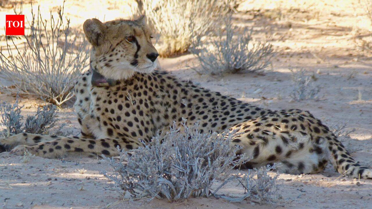 Cheetahs disappeared from Zambia's Greater Luangwa for nearly 30 years; six are back as conservationists rebuild the ecosystem |