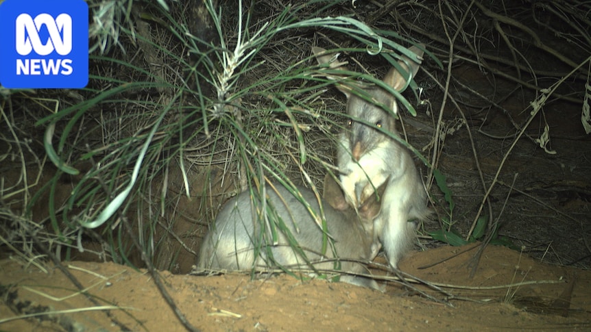 Foxes, feral cats spotted in first camera survey of Malupirti springs