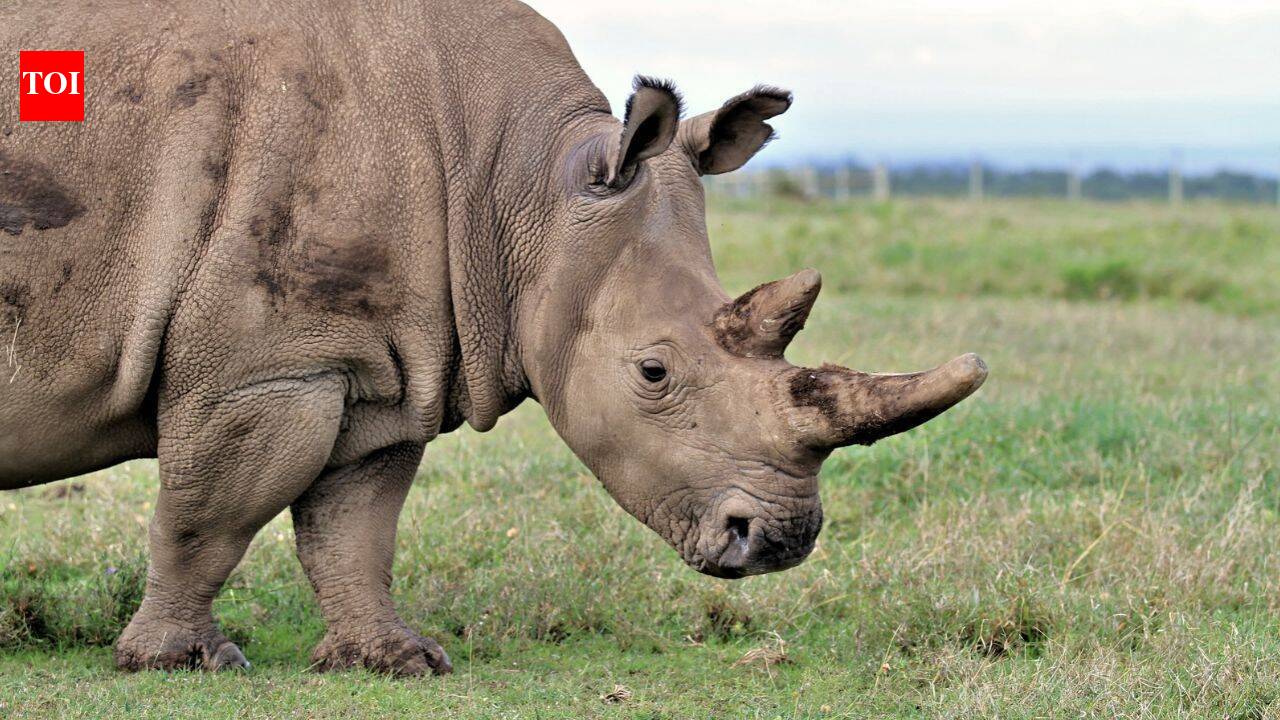 The world’s loneliest wild animals: These rare species are surviving in tiny isolated populations with fewer and fewer mates