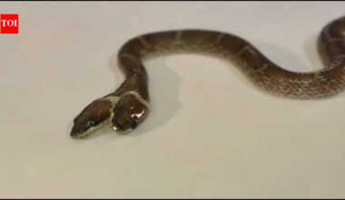 Rare 'two-headed' Wolf snake with four eyes and independently functioning mouths found in Gujarat: How does a snake develop two heads, and can it survive in the wild?