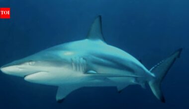 Wild blacktip sharks can hear sounds from nearly 250 feet away and pinpoint where they come from; Florida experiments reveal how the predators locate sound underwater