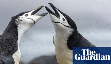 World’s largest penguin colony suffers ‘enormous population crash’ | Birds