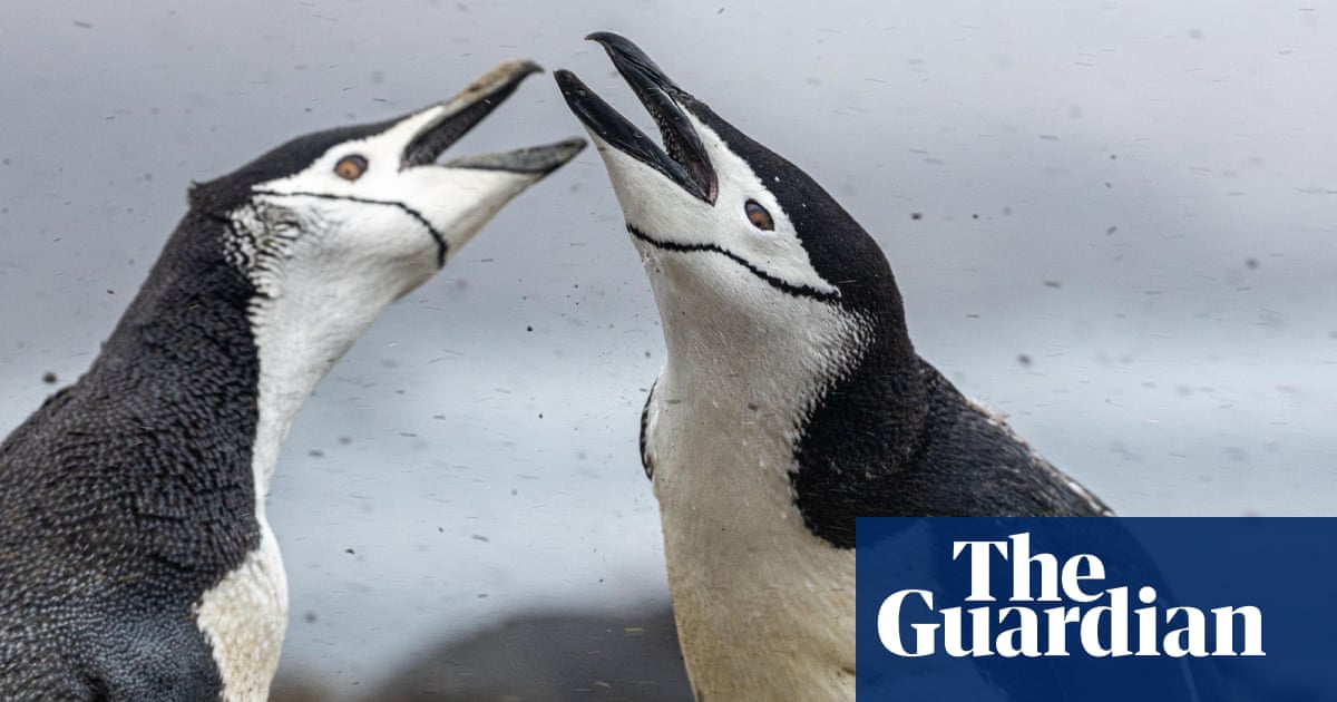 World’s largest penguin colony suffers ‘enormous population crash’ | Birds