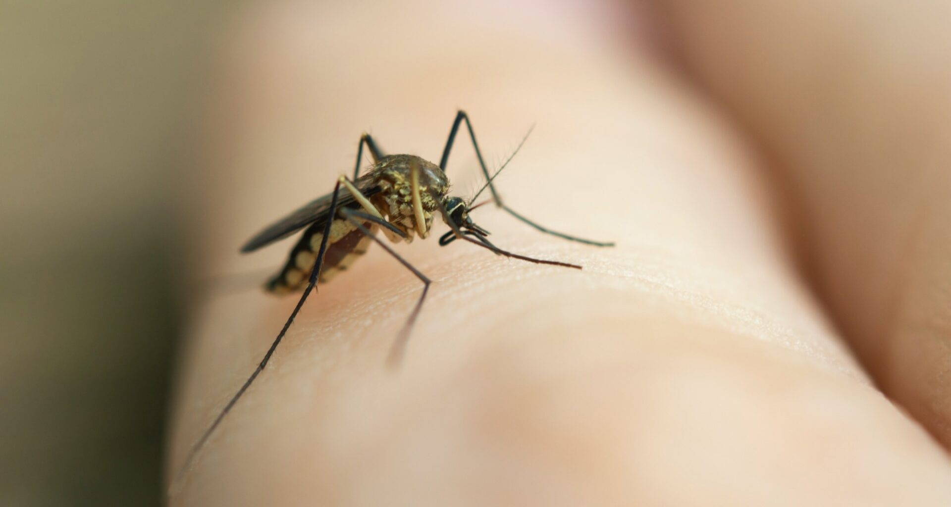 close up mosquito sucking blood from human skin