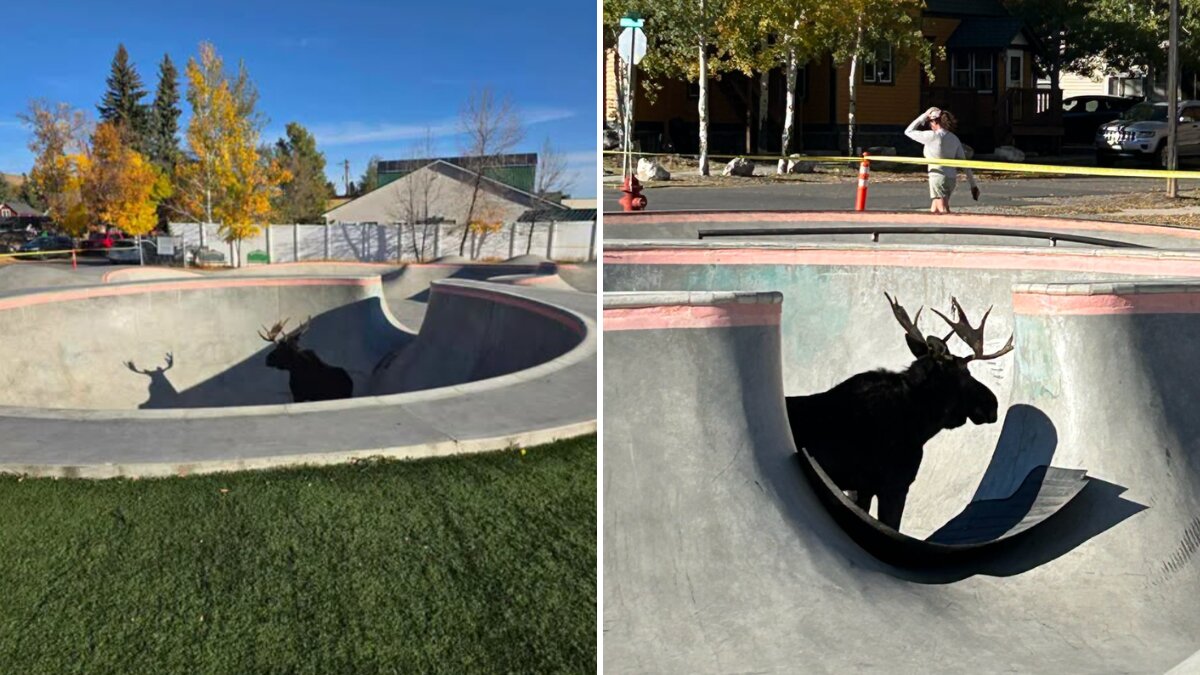 Montana Community Is Stunned To Find 1,000-Pound Animal Stuck In Skate Park Half Pipe