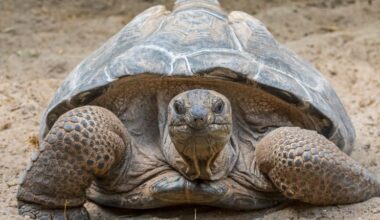Once near extinction, these giant tortoises now outnumber people in the Seychelles, survey finds