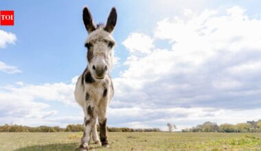 In 2015, researchers began tracking wells dug by wild horses and donkeys in Arizona’s Sonoran Desert; by 2018, they found some supplied up to 74% of available surface water and were used by 57 vertebrate species