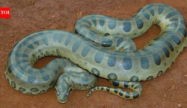 A 100-kg green anaconda can almost vanish in the Amazon; scientists found giant snakes hiding under logs, leaf matter, vegetation, and riverbanks |