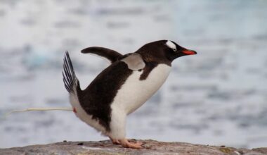 Gentoo Penguin Poop