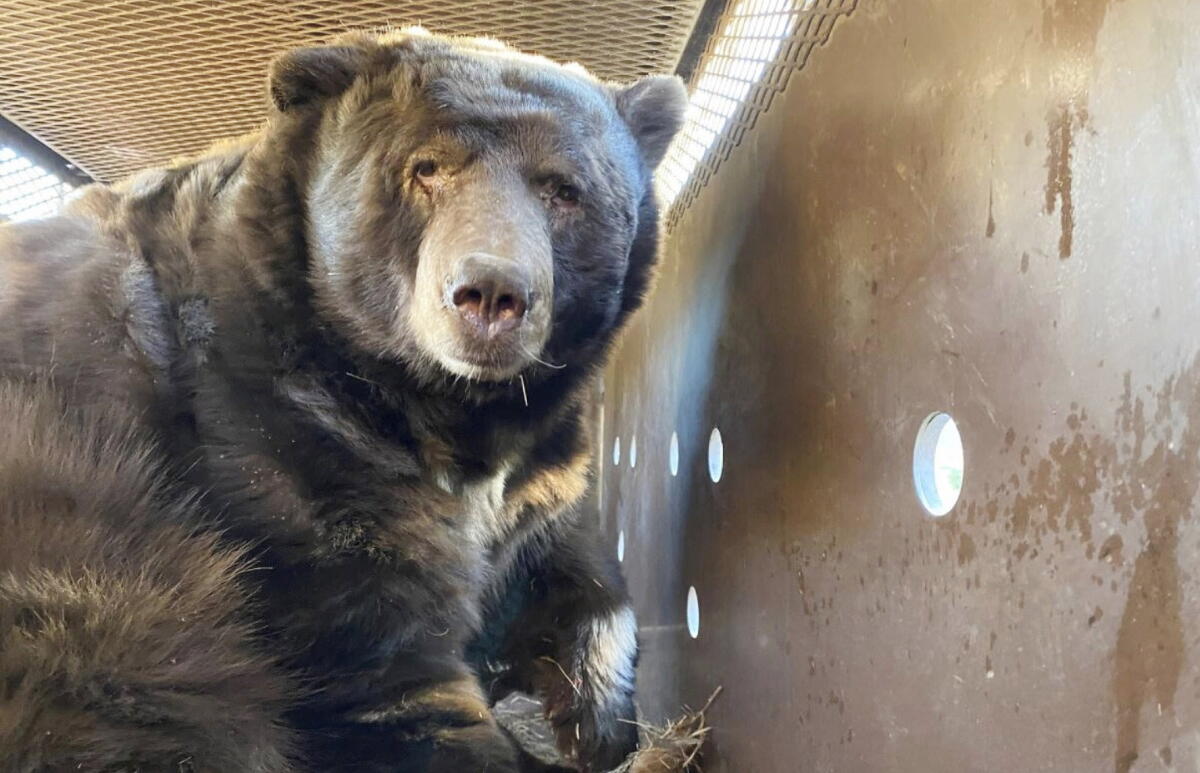 Wildlife officials rescued a 525-pound bear that was hiding underneath an Altadena home.