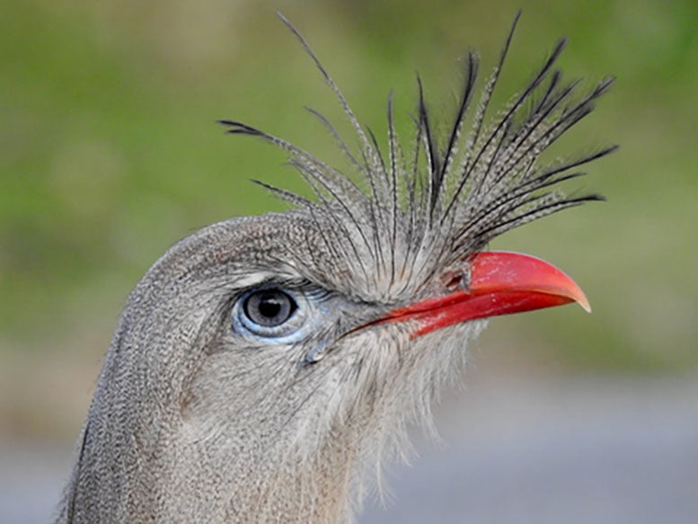 Red Legged Seriema