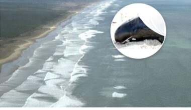 DoC reviews response to pygmy killer whale stranding at Ninety Mile Beach