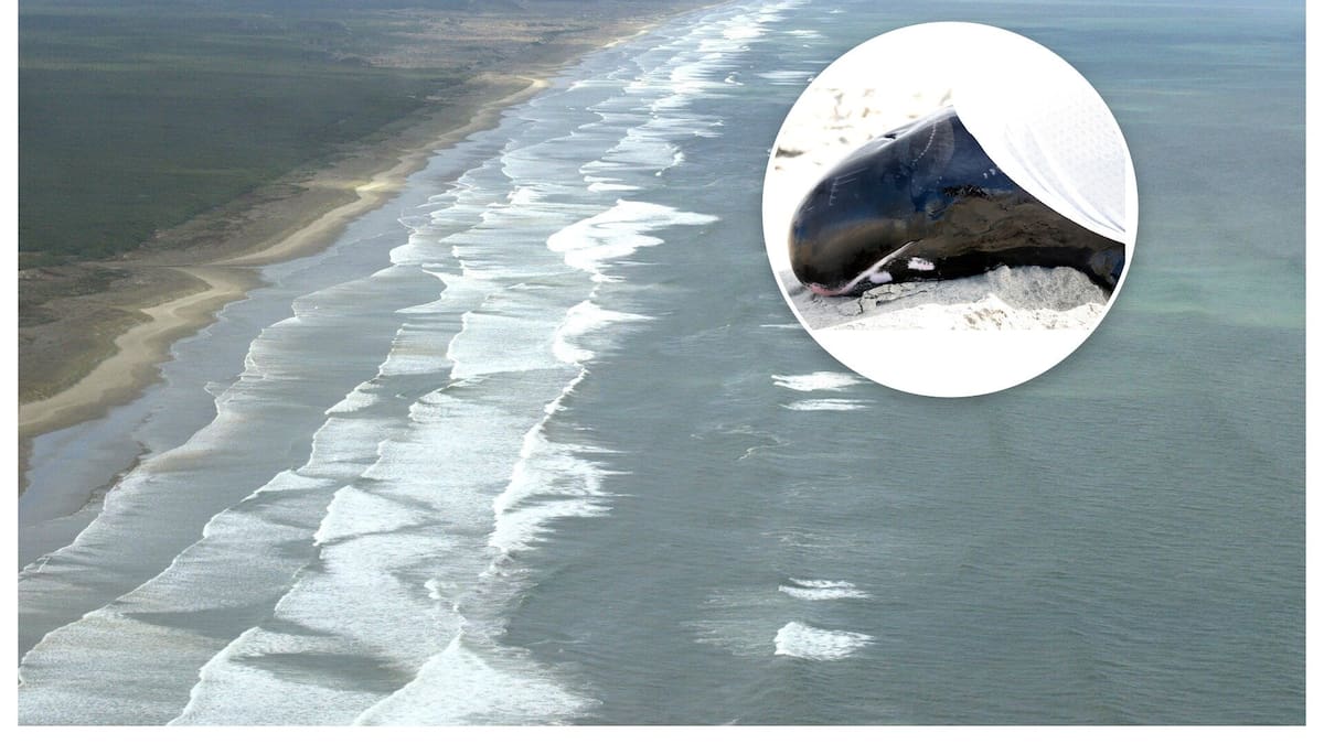 DoC reviews response to pygmy killer whale stranding at Ninety Mile Beach