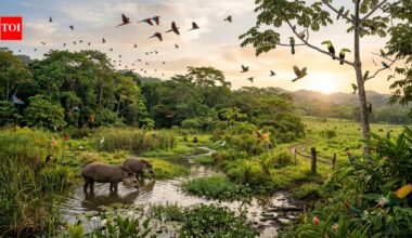 Stark 73% decline in the average size of monitored wildlife populations since 1970, India presents ground for hope: WWF Living Planet Report | India News