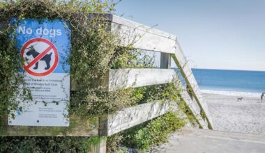 'Waste of time' dog walkers flouting Ōmanu Beach ban, says local