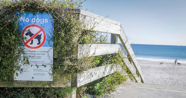 'Waste of time' dog walkers flouting Ōmanu Beach ban, says local