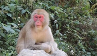 Town in Kanagawa struggling with violent gang of monkeys
