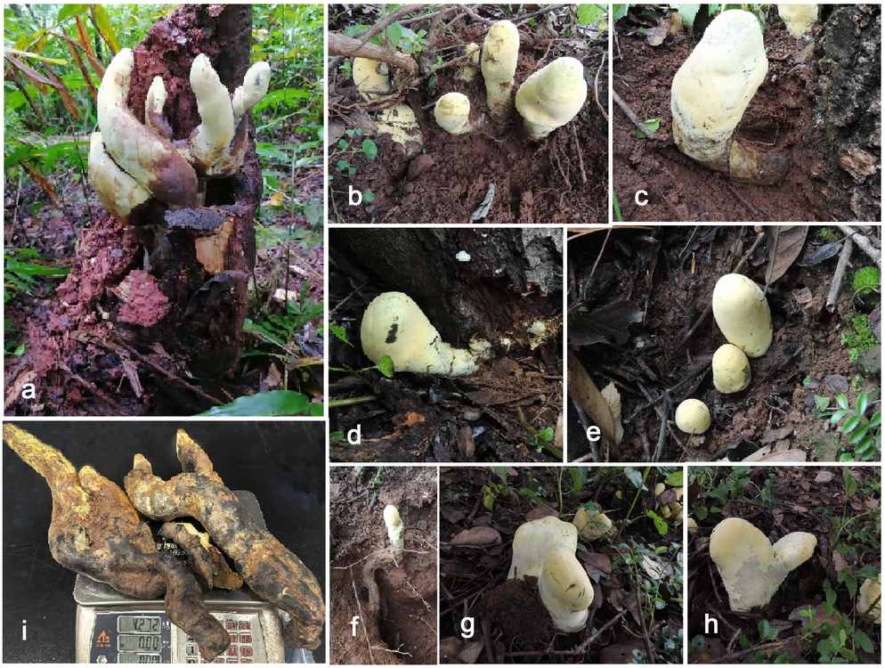 Scientists Shocked to Discover ‘D-rex’, a Giant Fungus from Chinese Forests Dating Back 65 Million Years