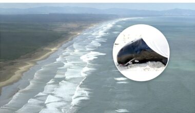 Pygmy killer whales die after mass stranding on Ninety Mile Beach, Northland