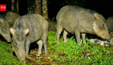 Costa Rica releases 13 white-lipped peccaries after an 18-year absence; the animals disperse seeds from 57 plant types |