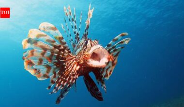 Brazil pays fishers to catch invasive lionfish as 440 are removed: Why this venomous predator threatens the Abrolhos reefs, native fish and marine life along the coast