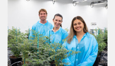 Turning up the heat on chickpea yield
