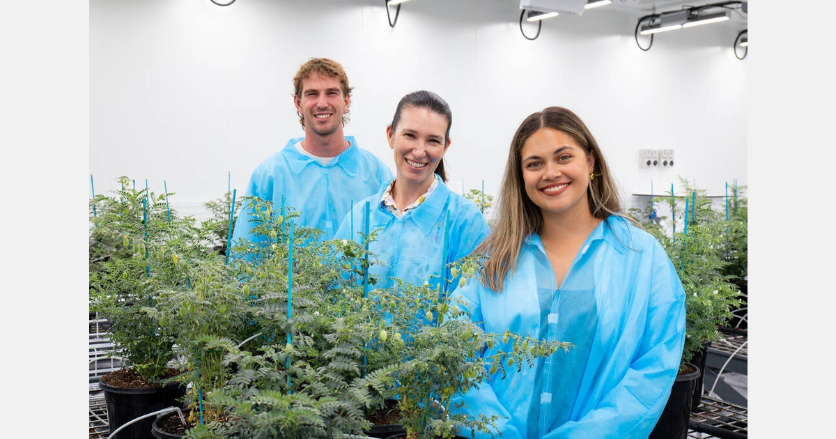 Turning up the heat on chickpea yield