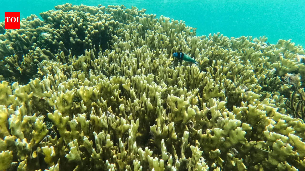 Super El Niño: ‘Collapse could be precipitous’: Super El Niño could push coral reefs closer to extinction, UN biodiversity expert warns