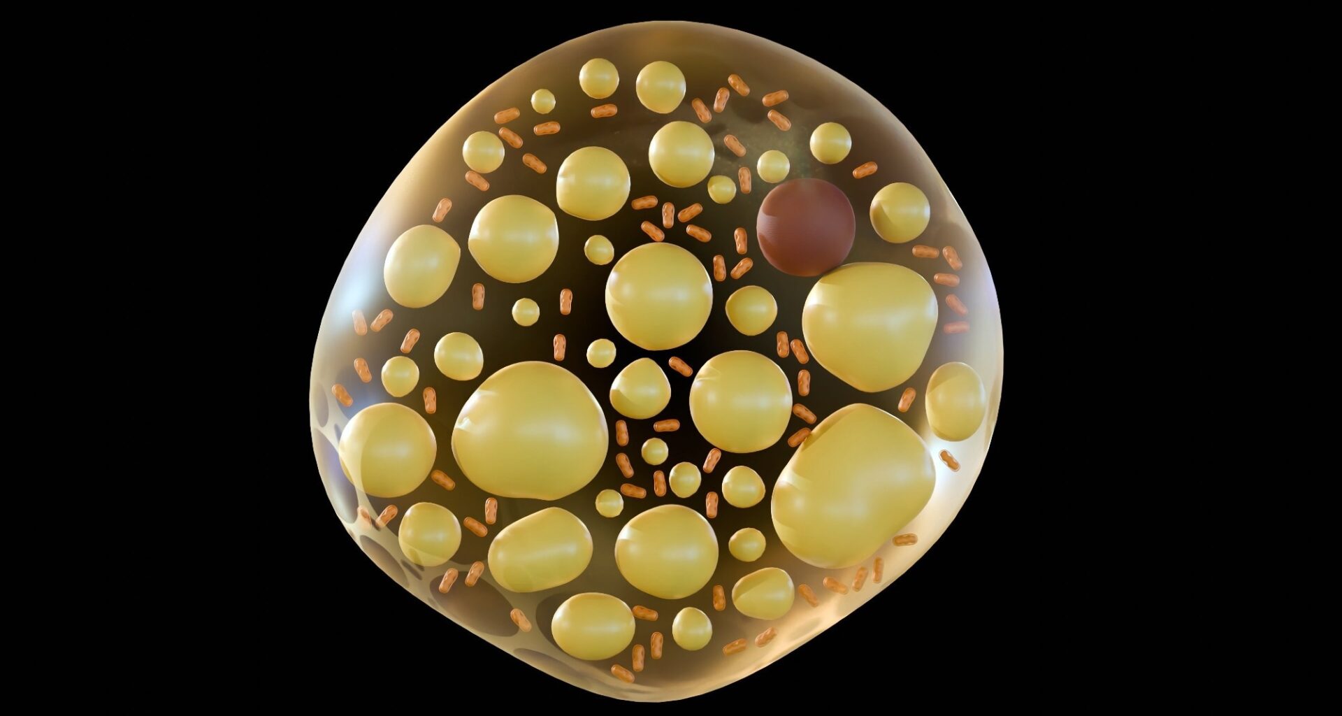 AI study of 101,000 patients links brown fat to heart and mental health