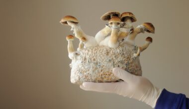 How Fungi Are Transforming Medicine and Environmental Science
