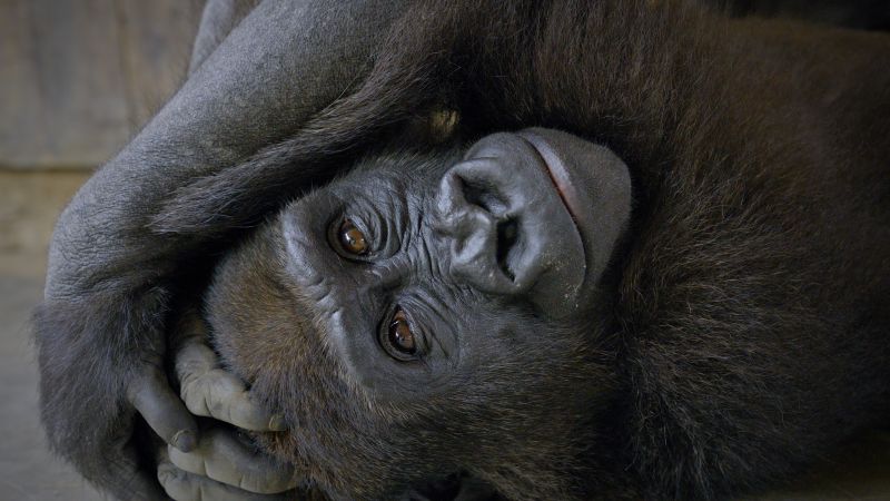 One gorilla’s journey from illegal traffickers back to the wild