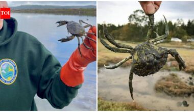 Washington captures record 2.16 million invasive green crabs in 2025-26; first detected in 2016, the species threatens marine life despite $8 million in funding, with no populations eradicated