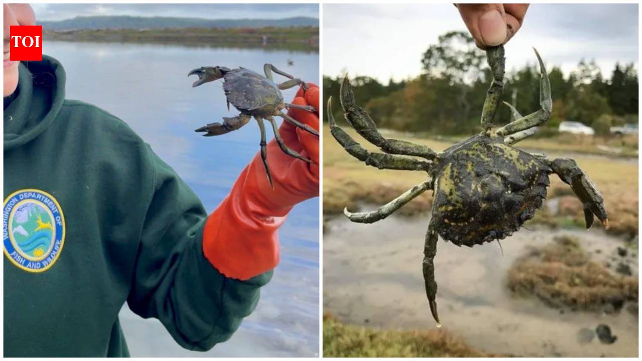 Washington captures record 2.16 million invasive green crabs in 2025-26; first detected in 2016, the species threatens marine life despite $8 million in funding, with no populations eradicated