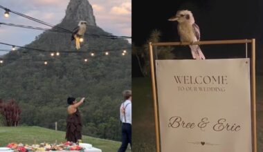 Wild Kookaburra Joins Wedding And Leaves Couple Convinced He’s Delivering A Special Message