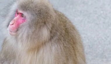 Man in Japan says monkey threw his cat into a pond before attacking him