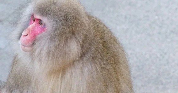 Man in Japan says monkey threw his cat into a pond before attacking him