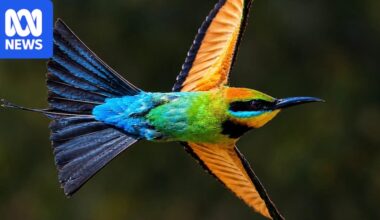 Colourful photos of unique species show why Darwin is known as the 'city of birds'