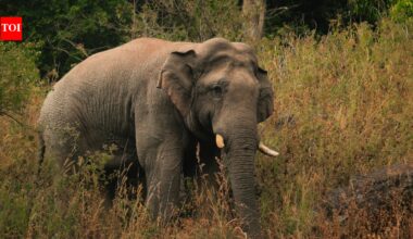 What happens when an elephant loses a tooth? Florida animal exhibitor explains the unusual way these giants grow new teeth |