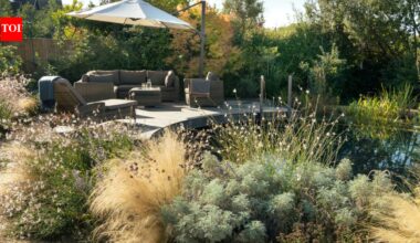 A Buckinghamshire wildlife garden redesigned around an unheated natural swimming pond that attracts frogs, bats, and dragonflies﻿ | World News