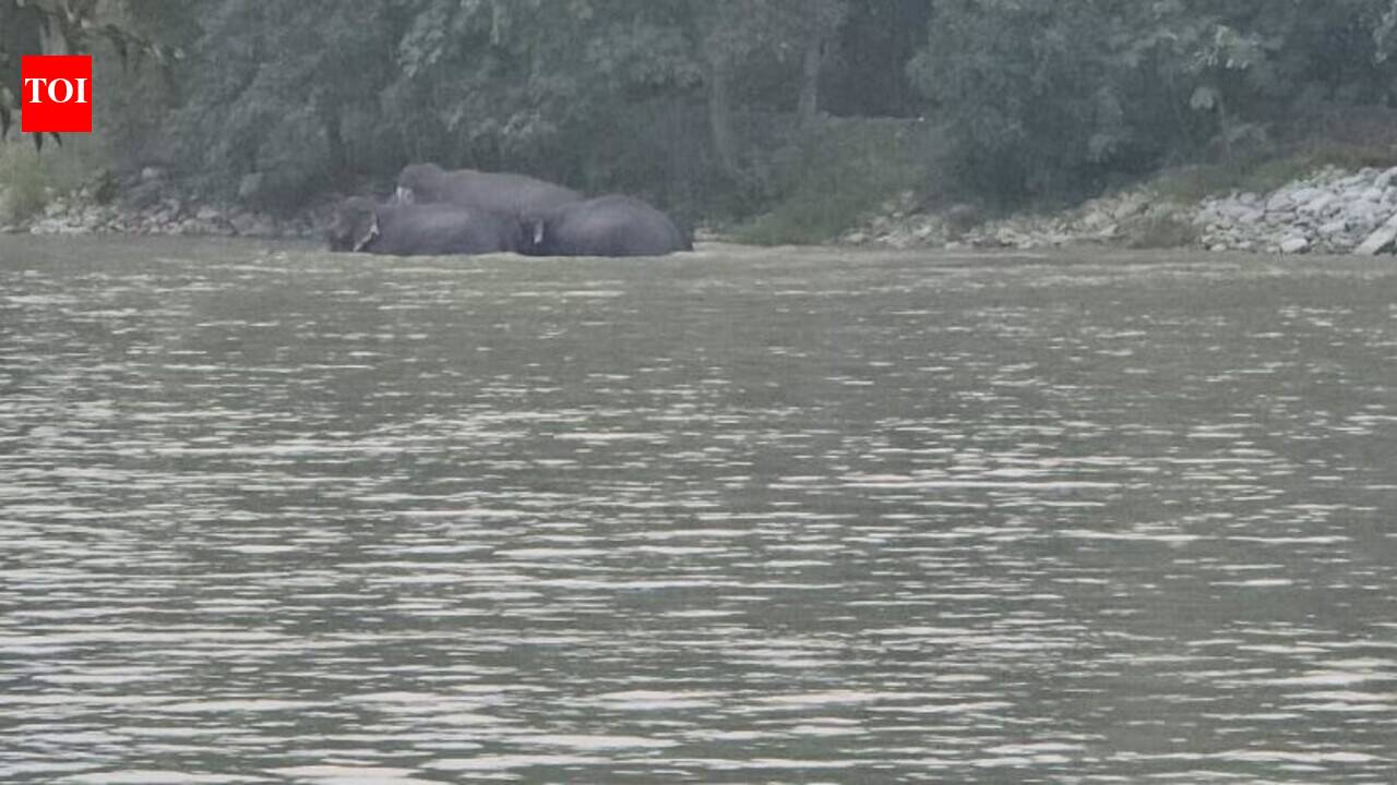 Elephant herd from Nepal lingers in PTR ahead of safari season | Bareilly News