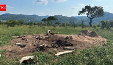 What happens when elephants die? Study sparked by tusker Alexander’s death reveals carcasses raise soil nitrogen 3,000 times and transform African grasslands for at least eight years