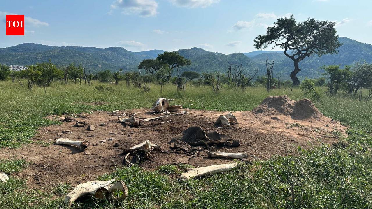 What happens when elephants die? Study sparked by tusker Alexander’s death reveals carcasses raise soil nitrogen 3,000 times and transform African grasslands for at least eight years