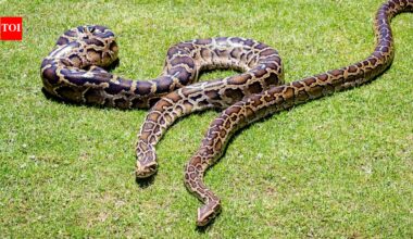 In 2018, scientists GPS-tagged 13 Burmese pythons but found that the devices recorded locations only 18.1% of the time﻿ | World News