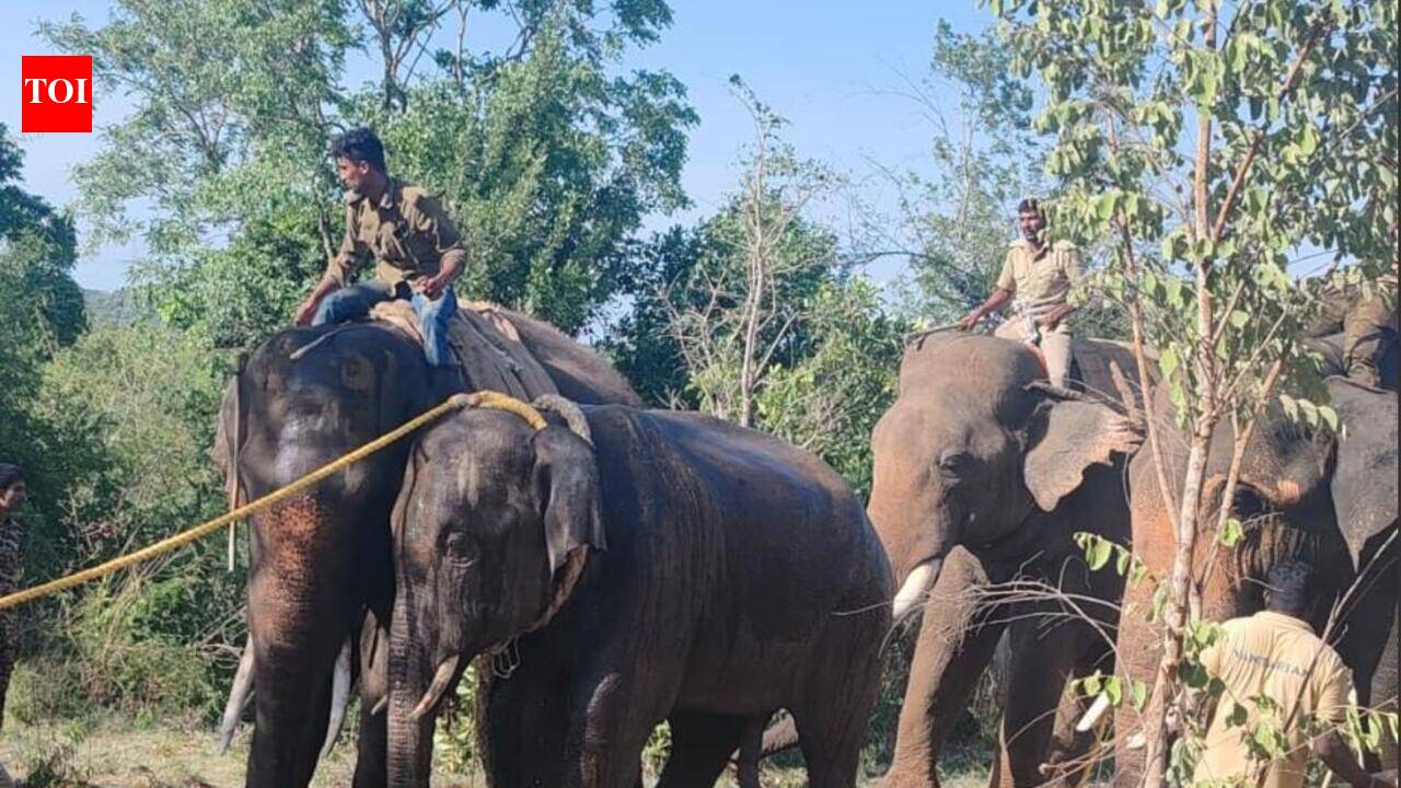 Wild elephants return to Andhra despite Kumki-led forest operations | Vijayawada News