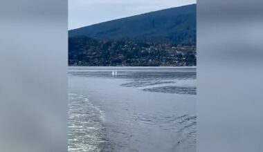DFO searching for injured whale struck by B.C. Ferries vessel in Howe Sound