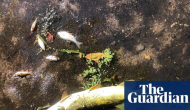 Four years ago countries made a historic deal to save nature. Is it dead in the water? | Cop17 biodiversity summit