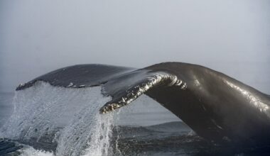 BC Ferries vessel collides with humpback whale in Howe Sound near Metro Vancouver